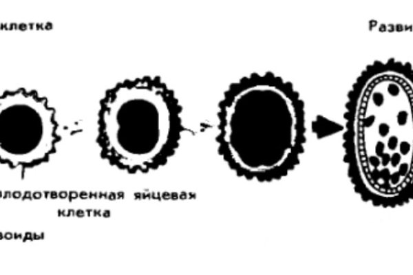 Кракен онион сайт io