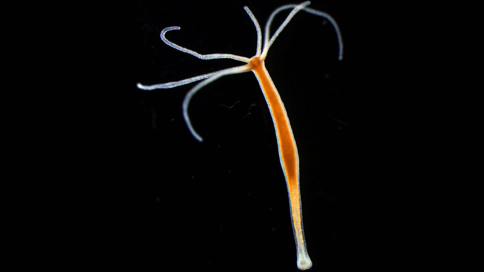 Kraken 16 onion